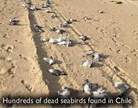 dead_seabird_2018_04.jpg