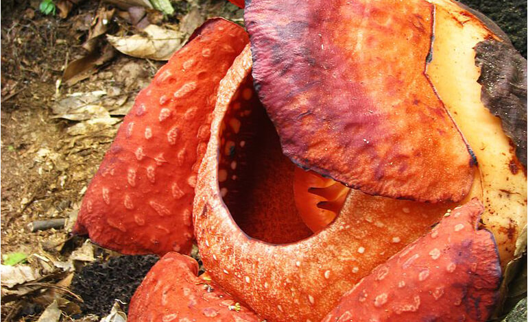 rafflesia_ape.jpg