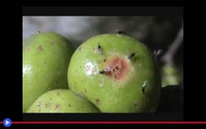 In questo video girato a Porto Alegre, in Brasile, è possible osservare il processo di emersione delle vespe Agaonidae dai sicòni del Ficus cf. Luschnathiana. La posizione dell’ostiolo è resa evidente da una macchia marrone sulla buccia